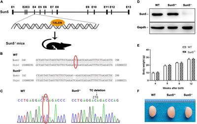 SUN5 Interacting With Nesprin3 Plays an Essential Role in Sperm Head-to-Tail Linkage: Research on Sun5 Gene Knockout Mice